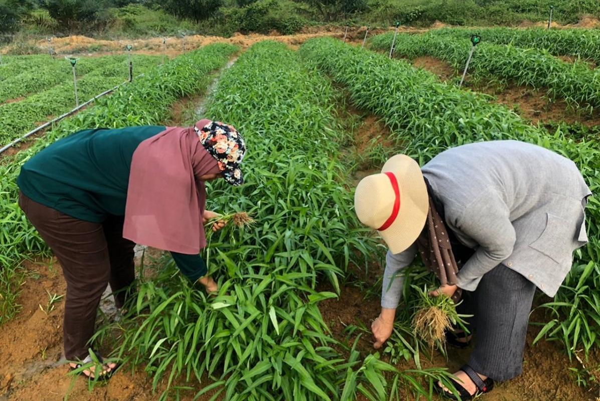 malaysia-s-agro-revolution-is-here-time-for-everyone-to-get-on-board